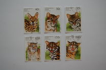 [Wild Cats, Typ TD]