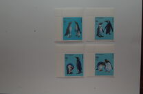 [Penguins, type AGK]