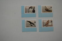 [WWF - Saker Falcon, type TK]