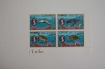 [Fauna - Turtles, סוג AHC]