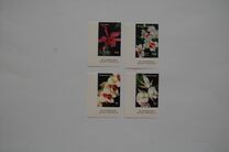 [Orchids, type EIS]