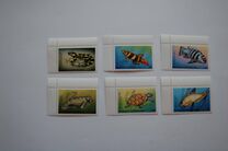 [Animals from Around the World, Tüüp CYO]