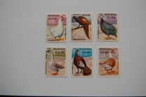 [Domestic Animals - Birds, տեսակ BPM]