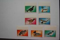 [Chicken, Geese and Birds, Tipi CBE]