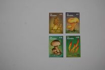 [African Mushrooms, प्रकार DYH]