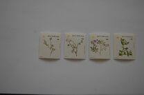 [Flowering Plants of Southeast Botswana, 类型 QE]