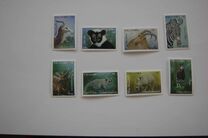 [Wildlife of Africa, نوع DUG]