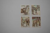 [African Elephant, type AFX]