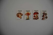 [Mushrooms of the World, प्रकार DKX]
