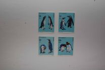[Penguins, type AGK]