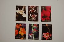 [Orchids, 类型 AGF]