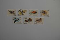 [Birds - Ducks, type D]