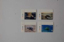 [Marine Life - Turtles of the World, Tip AAO]