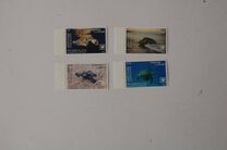[Marine Life - Turtles of the World, Tip AAO]