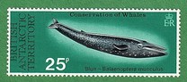 [Conservation of Whales, Tipi BA]