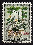 ["Produce of Cape Verde Islands", тип DF]