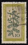 [Medicinal Plants, տեսակ OL]