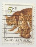 [Cats, 유형 GT]