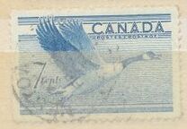 [Birds - Canada Goose, típus GD]
