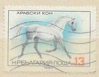 [Horse Breeds, 類型 DAQ]