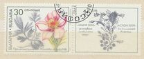 [Medicinal Plants, Tipo ENB]