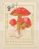[Mushrooms, タイプ ANP]