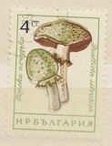 [Mushrooms, タイプ ANQ]