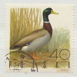 [Bird Game, type BGU]