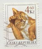 [Cats, 유형 GS]