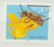 [Honey Bees, type DFT]