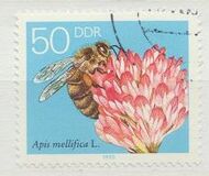 [Honey Bees, type DFU]