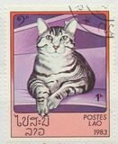 [Domestic Cats, Tip ZG]