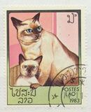 [Domestic Cats, Tip ZI]