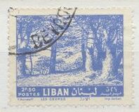 [Cedar of Lebanon, Zahle, type HV2]