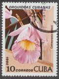 [Orchids, tip DAV]