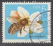 [Honey Bees, Tipe DFR]