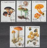 [Fungi, 类型 AAZ]