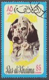[Dogs, type TF]