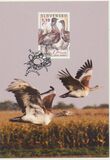 [Birds - Great Bustard, प्रकार VK]