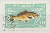 [Fish, Вид BTP]
