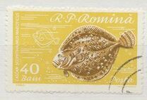 [Fish, Вид BTR]