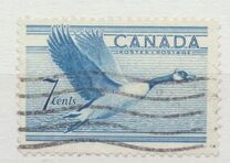 [Birds - Canada Goose, tip GD]
