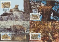 [WWF - Leopard, տեսակ ADH]