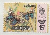 [Butterflies, tip AT]
