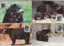 [The Spectacled Bear, प्रकार AII]