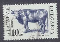 [Domestic Animals, タイプ EKL]