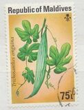 [Vegetables, type YF]