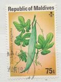 [Vegetables, type YF]