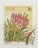 [Flora - Protea Plants, type PG]