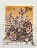 [Flora - Protea Plants, type PT]